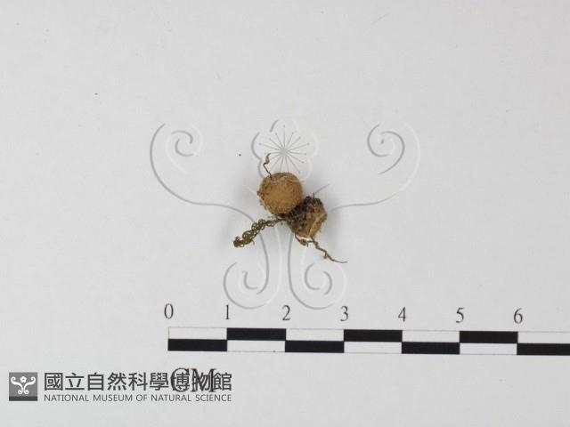 登錄號:F0004340藏品圖，第1張