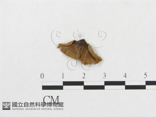 登錄號:F0014340藏品圖，第1張