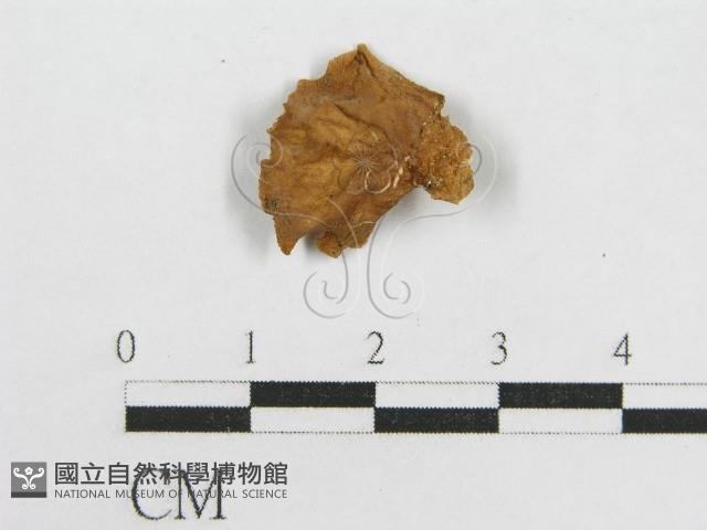 微皮傘屬藏品圖，第1張