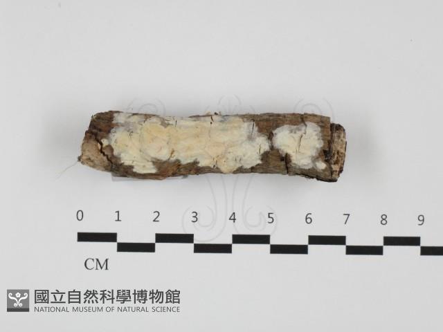 顯絲菌屬藏品圖，第1張