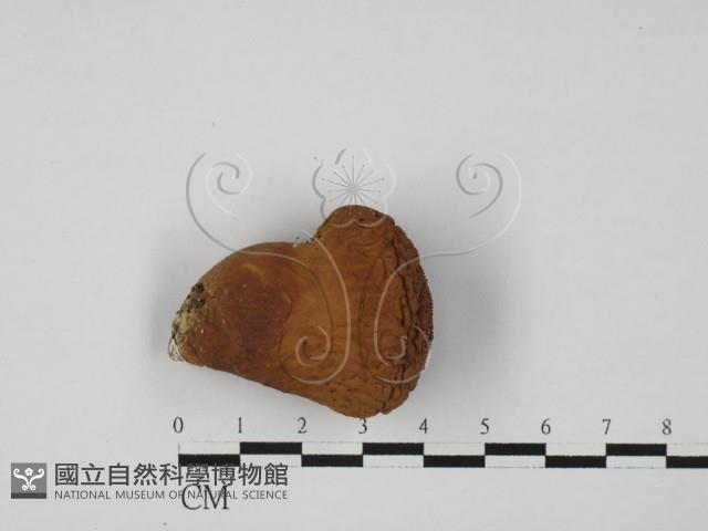 登錄號:F0027340藏品圖，第1張