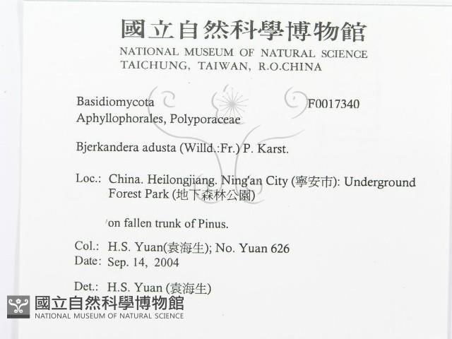 煙管菌藏品圖，第3張