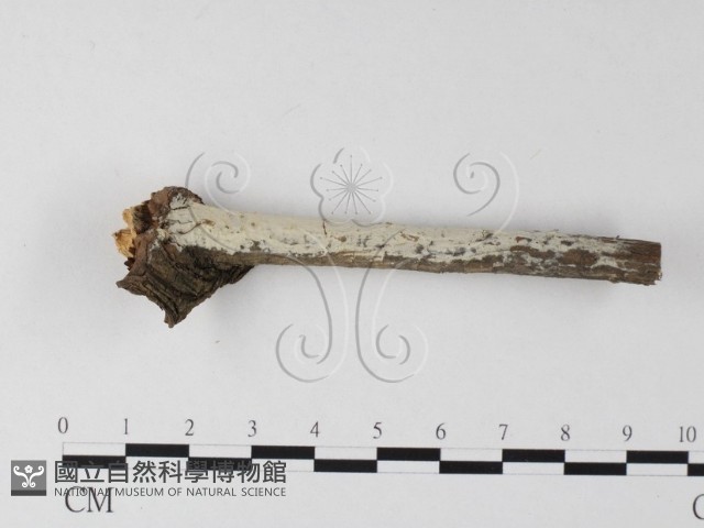 登錄號:F0025340藏品圖，第1張