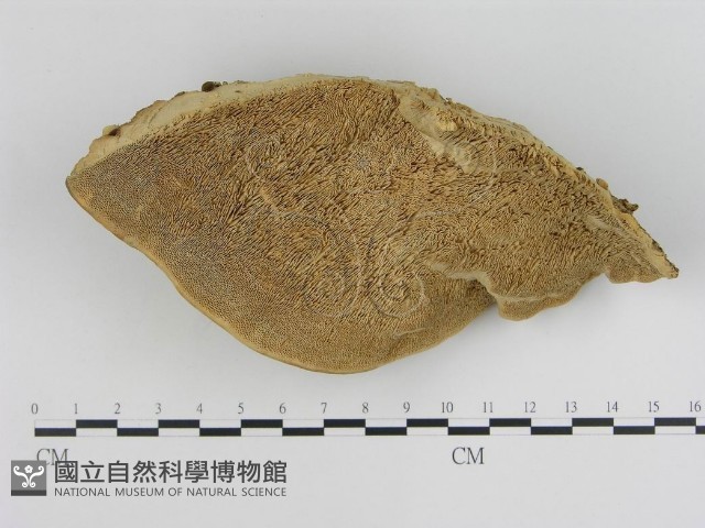 登錄號:F0005340藏品圖，第1張