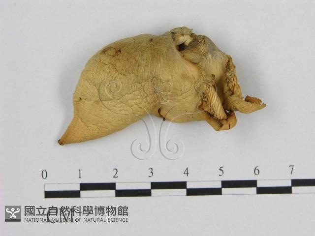 登錄號:F0003340藏品圖，第1張