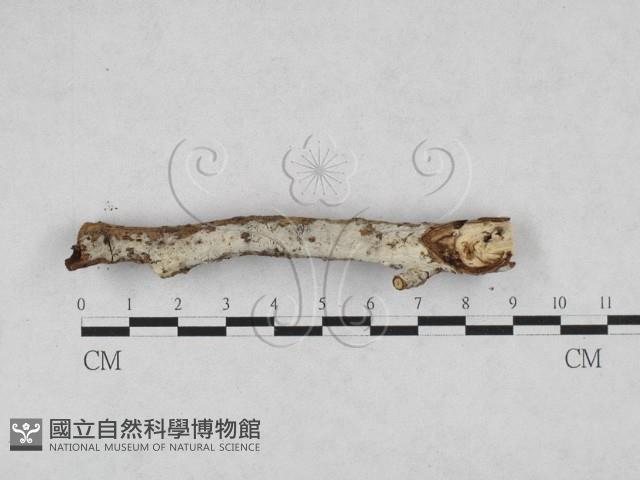 剛毛絲皮菌藏品圖，第1張