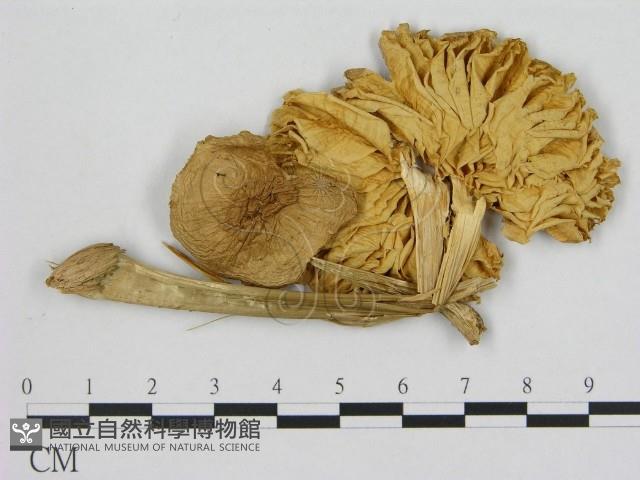 登錄號:F0008230藏品圖，第1張
