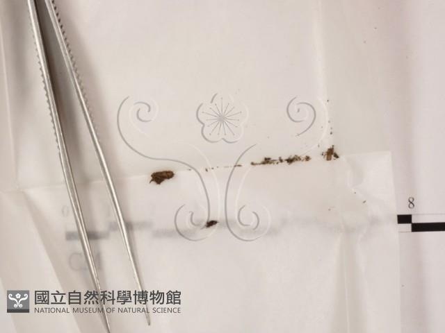 登錄號:F0000230藏品圖，第1張