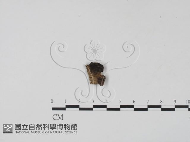 登錄號:F0010230藏品圖，第1張