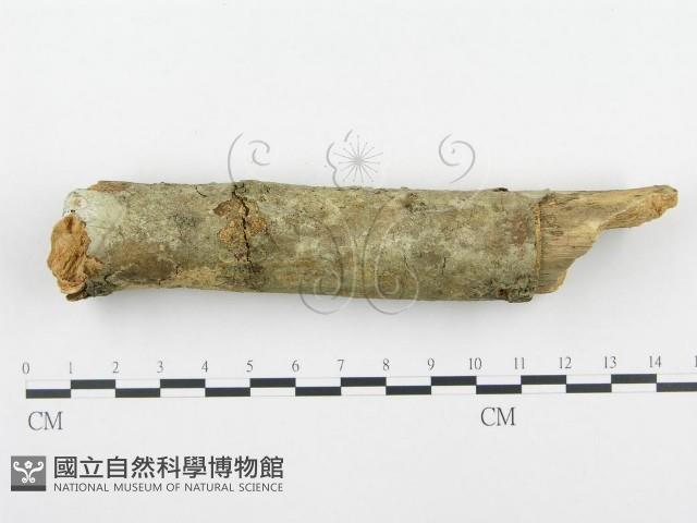 登錄號:F0001230藏品圖，第1張