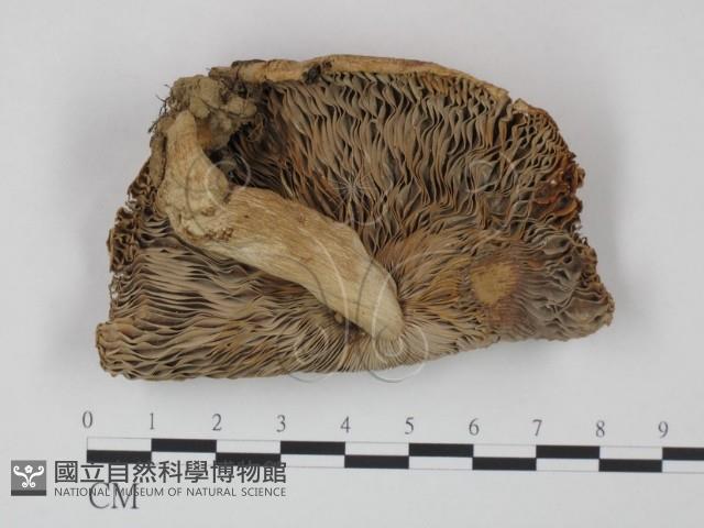 登錄號:F0011230藏品圖，第1張