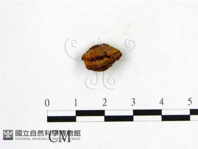 登錄號:F0004230藏品圖，第1張