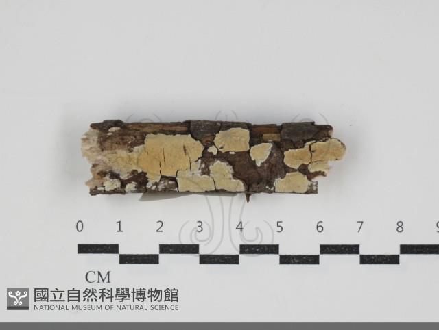 登錄號:F0034230藏品圖，第1張