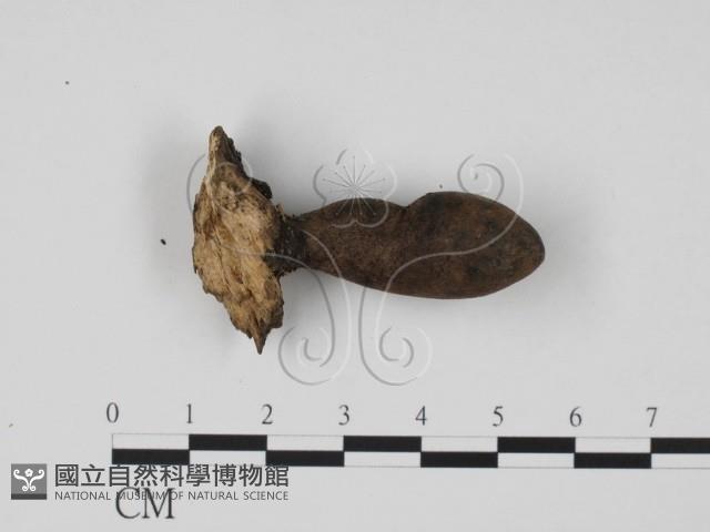 炭角菌屬藏品圖，第1張