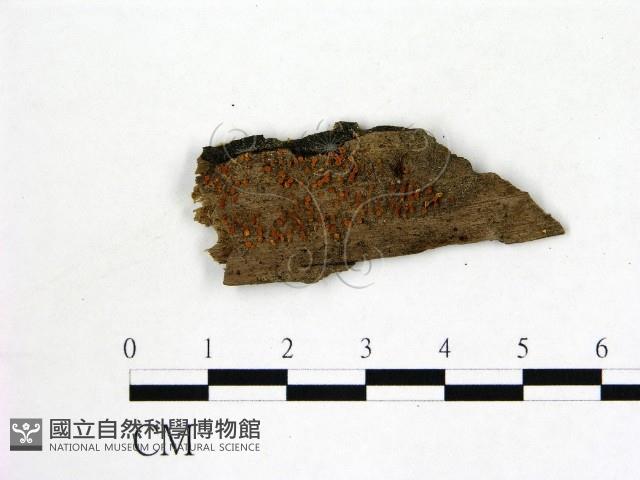 登錄號:F0012230藏品圖，第1張
