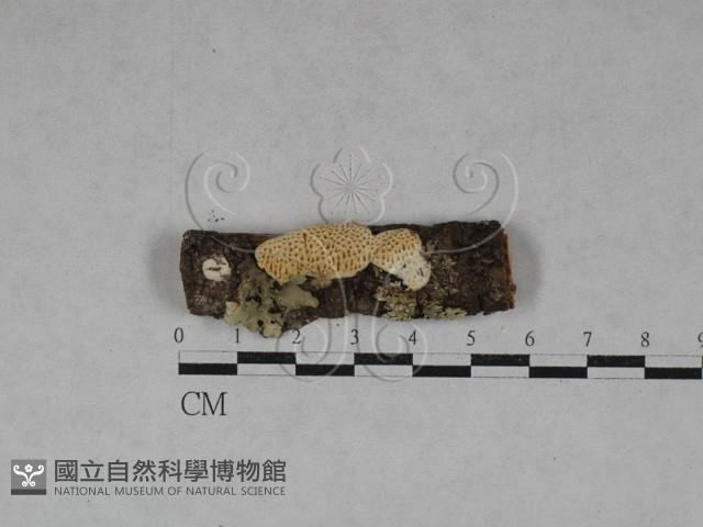 薄孔菌屬藏品圖，第1張