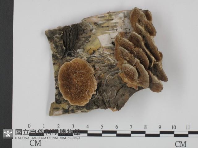 附毛菌屬藏品圖，第1張