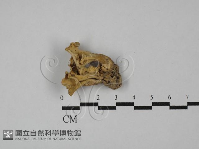 登錄號:F0029230藏品圖，第1張