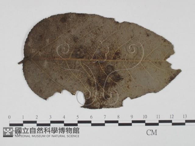 登錄號:F0019230藏品圖，第1張