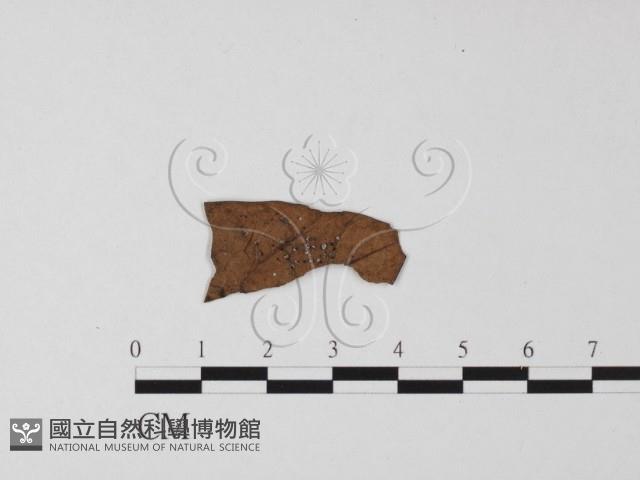 登錄號:F0023230藏品圖，第1張