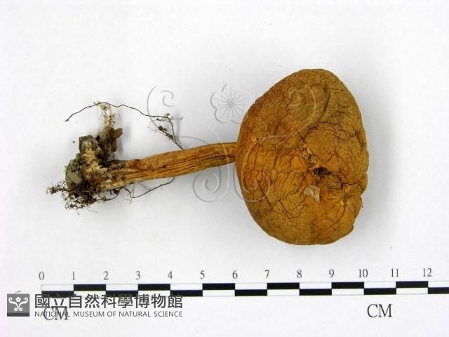 登錄號:F0003230藏品圖，第1張