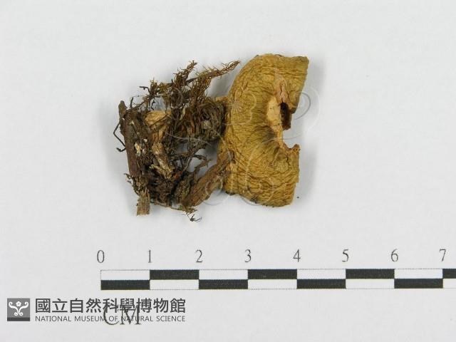 登錄號:F0013230藏品圖，第1張
