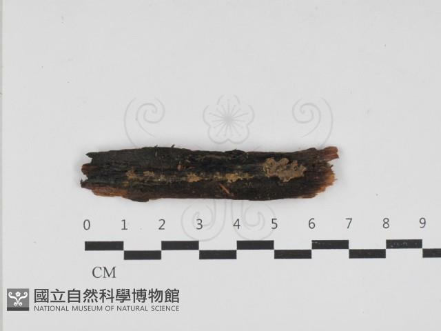 登錄號:F0033230藏品圖，第1張