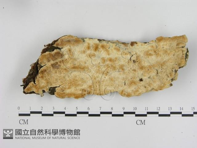 館號:F0020830藏品圖，第1張