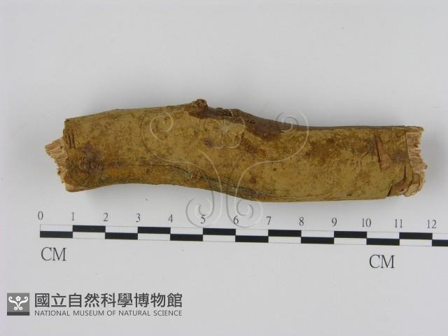 刺革菌屬藏品圖，第1張