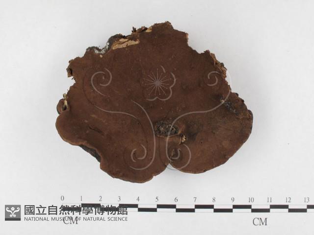 多年臥孔菌屬藏品圖，第1張