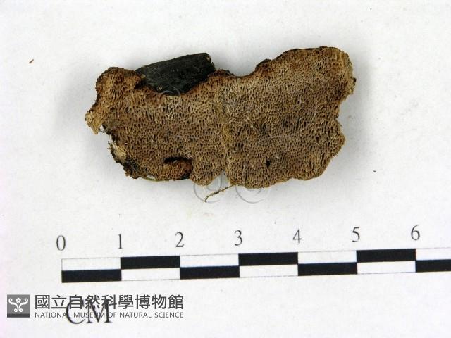 登錄號:F0006830藏品圖，第1張