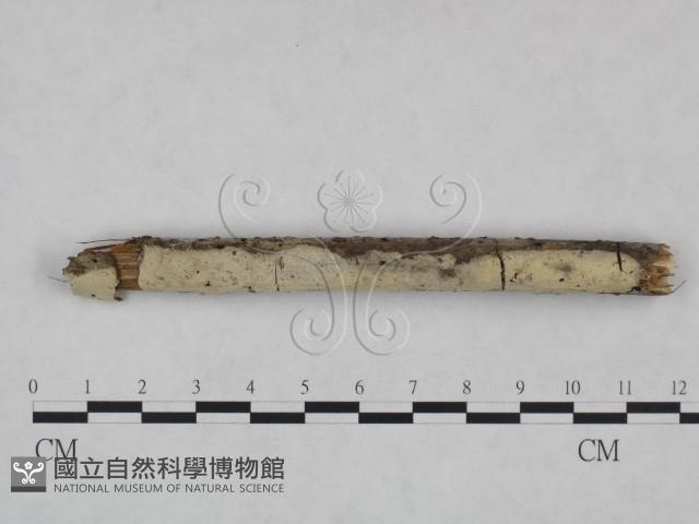 剛毛絲皮菌藏品圖，第1張