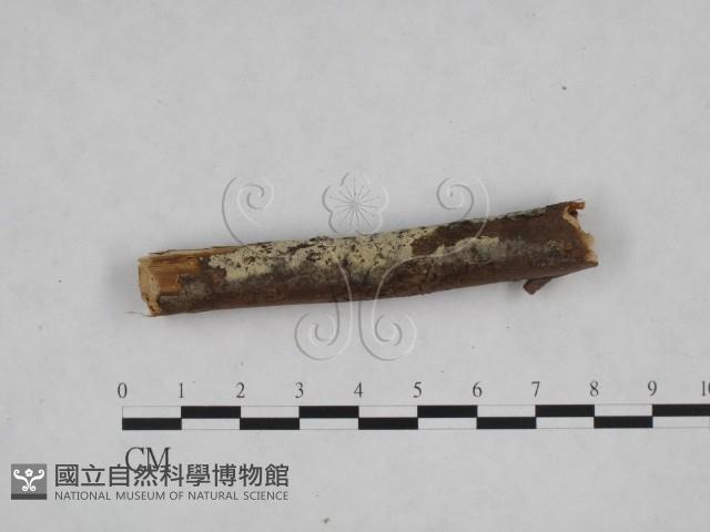 登錄號:F0024830藏品圖，第1張