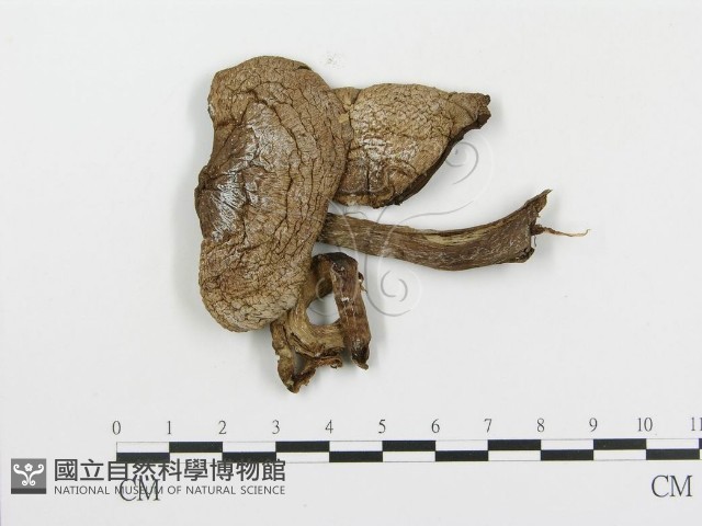 傘菌屬藏品圖，第1張
