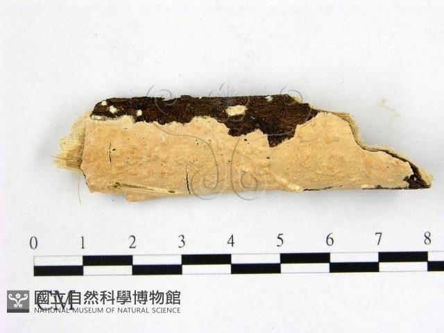 登錄號:F0014830藏品圖，第1張