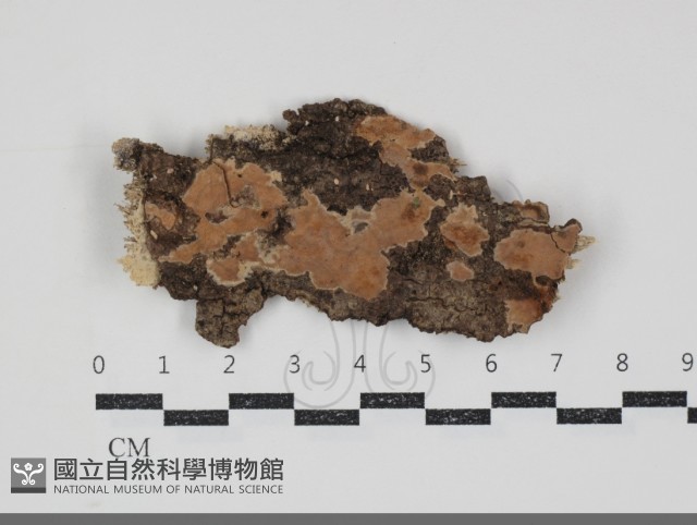 登錄號:F0034830藏品圖，第1張