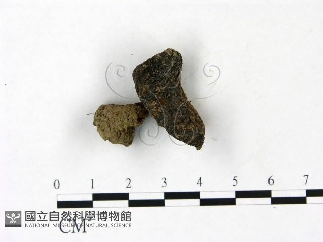 登錄號:F0022830藏品圖，第1張