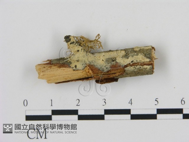 剛毛絲皮菌藏品圖，第1張