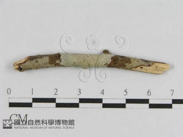 登錄號:F0012830藏品圖，第1張