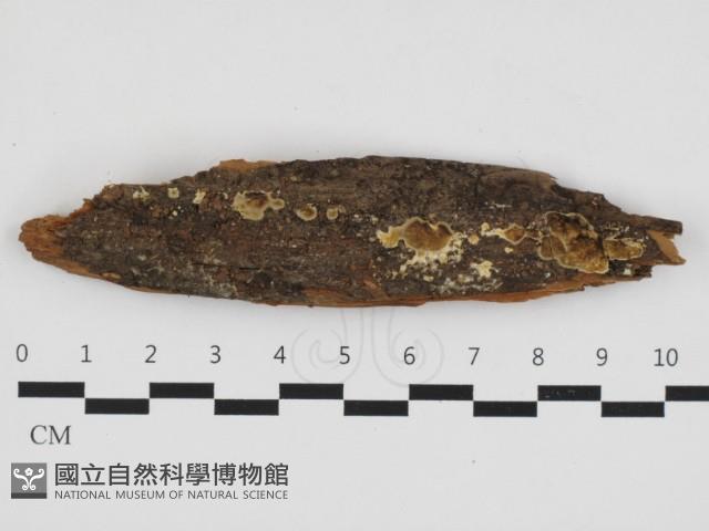 登錄號:F0032830藏品圖，第1張