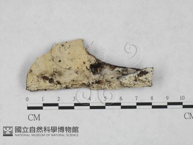 剛毛絲皮菌藏品圖，第1張