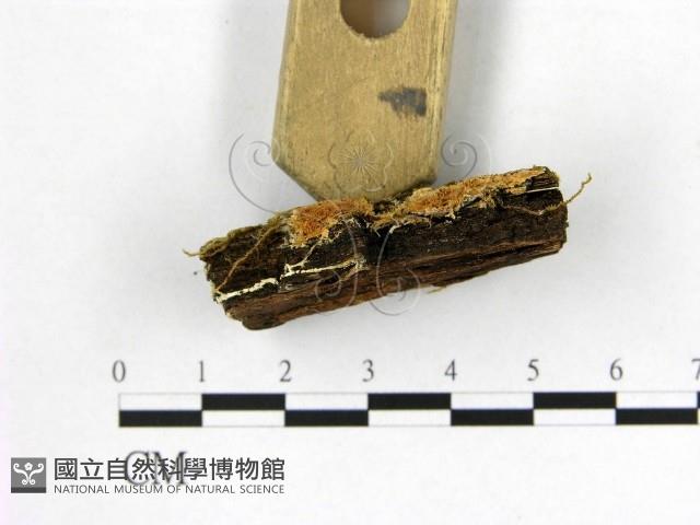 登錄號:F0017830藏品圖，第1張