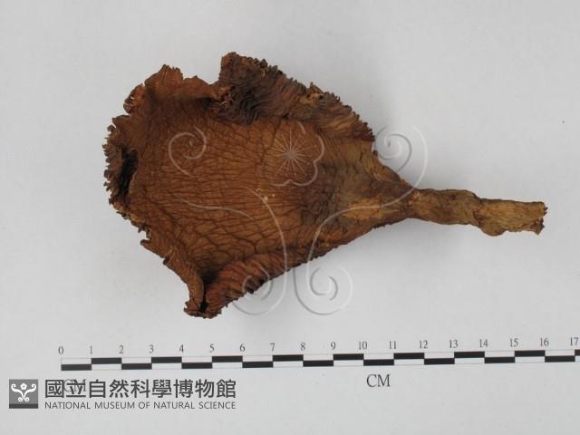 登錄號:F0025830藏品圖，第1張