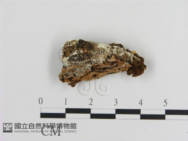 登錄號:F0005830藏品圖，第1張