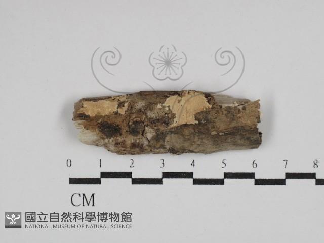 登錄號:F0029830藏品圖，第1張