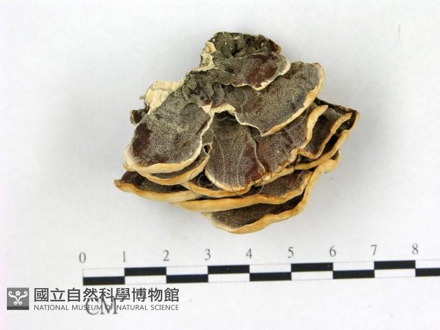 館號:F0019830藏品圖，第1張