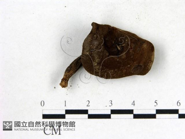 登錄號:F0003830藏品圖，第1張