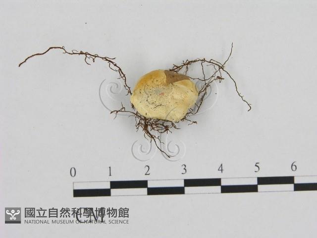 登錄號:F0013830藏品圖，第1張