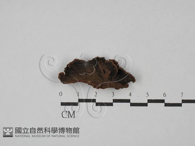 纖孔菌屬藏品圖，第1張