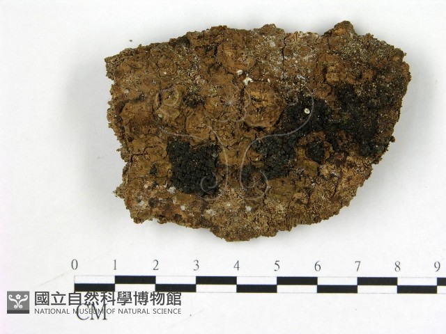 登錄號:F0008930藏品圖，第1張